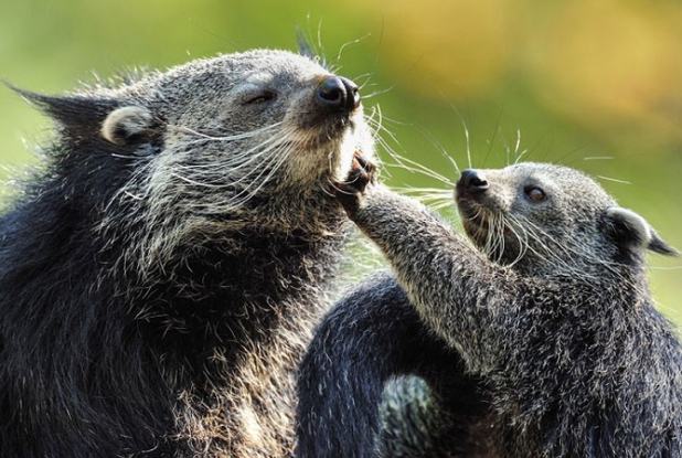 Ménagerie © MNHN - Jérôme Munier
