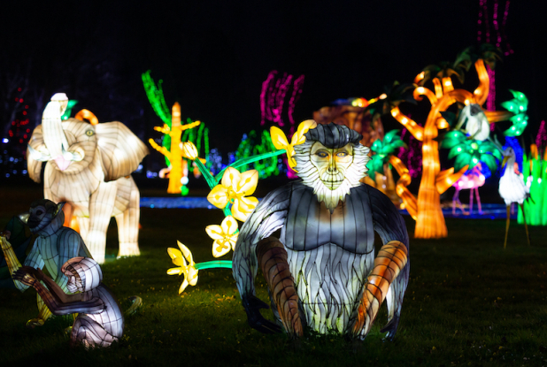 Lumières sauvages au Château de Thoiry : singe