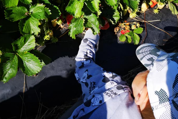 Le top des cueillettes en famille autour de Toulouse - Citizenkid