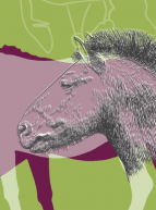 Chevaux, héros oubliés ? Archéologie d’une espèce au fil du temps