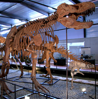 Musée des Dinosaures