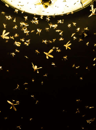 Animation « Papillons et autres insectes de la nuit »
