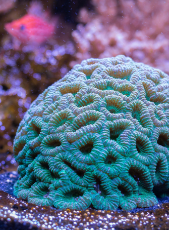 Corail, trésor des océans