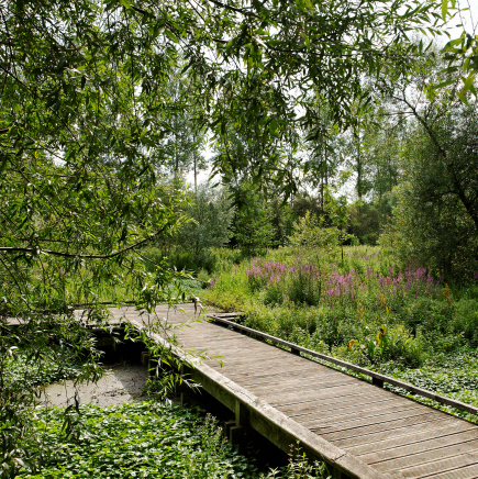 Les Marais de la Marque