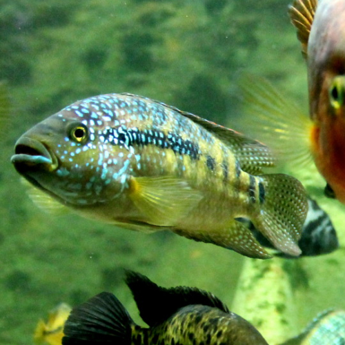 Aquarium Les 3 Vagues