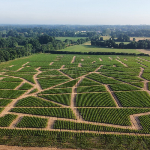 Labyrinthe de Combourg