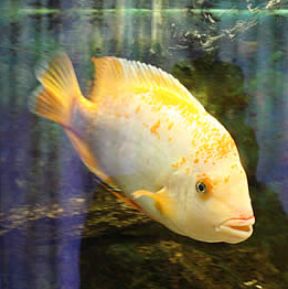 Aquarium Valreas