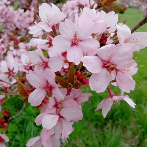 Arboretum de Versailles-Chèvreloup : prunus sargentii