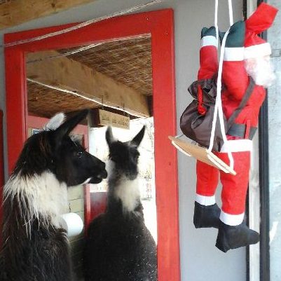 Noël au Petit Paradis de Vendargues