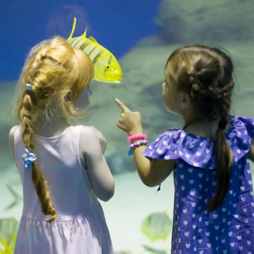 Pas d’aquarium à Bordeaux