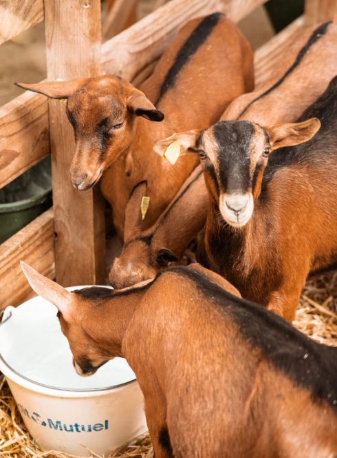 Monts du Genevois : 3 jours pour s’évader en famille - Chevrerie Lu'Ce