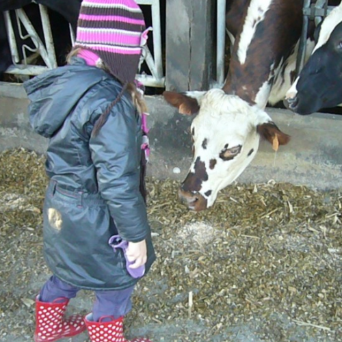 Ferme de la Puillière : vaches