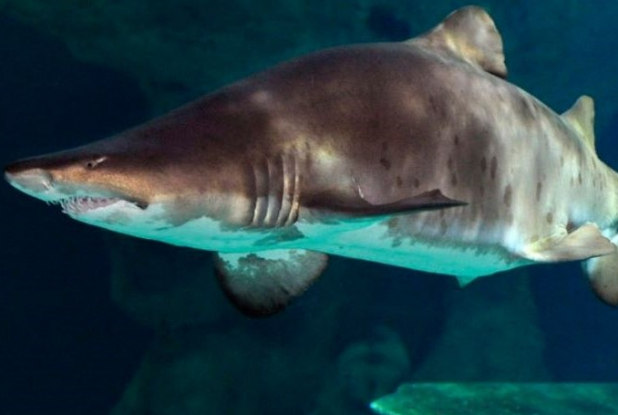 Océarium du Croisic - Requins