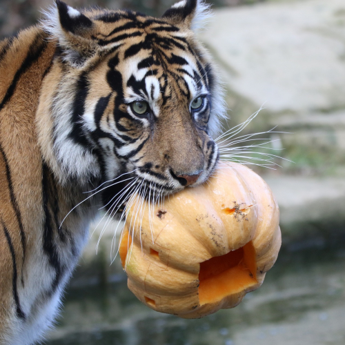 Halloween 2023 au Zoo de la Boissière : tigre et citrouille