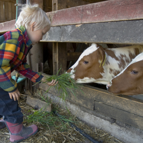 Un enfant à la ferme
