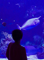 Aquarium tropical du Palais de la Porte Dorée en famille