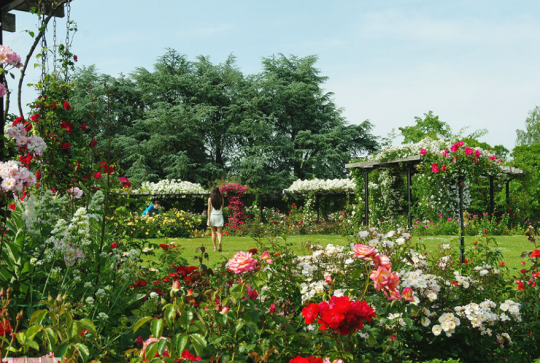 Parc de la Beaujoire : fleurs à Nantes