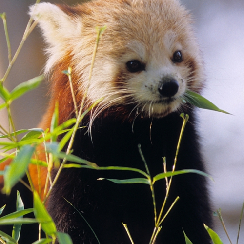 La Ménagerie et le Jardin des Plantes - Panda roux