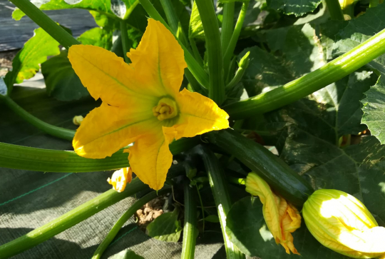 La Ferme à Cueillir