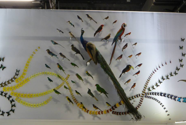 Oiseaux - Dans la chambre des merveilles Musée des Confluences