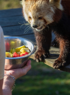 Nourrissage des animaux au Zoo African Safari : panda roux
