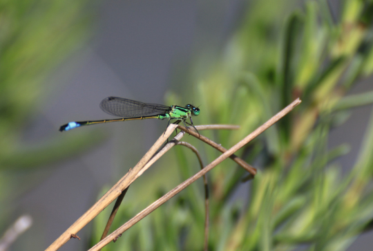 L'Agrion élégant
