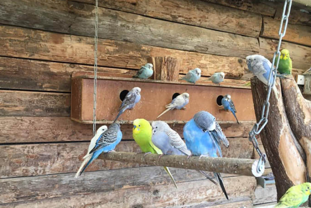 Palais des Bonbons et du Nougat : volière