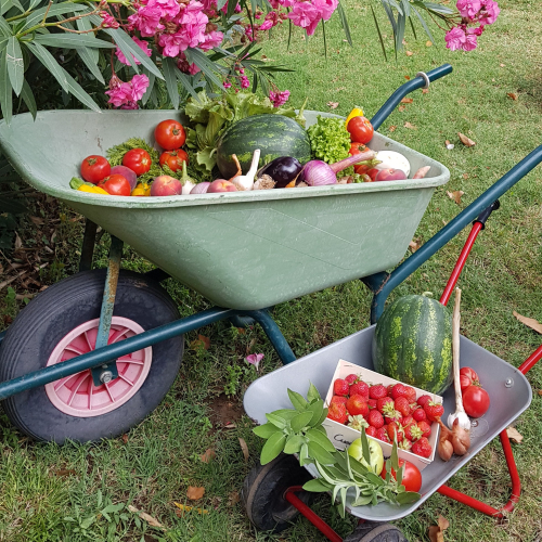 Cueillette de Caillan