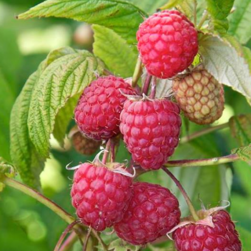 Ferme fruitière de la Hautière - Framboises