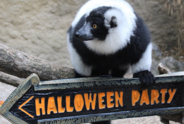 Halloween 2020 au Zoo African Safari