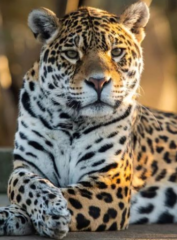 Expo Félins au MNHN