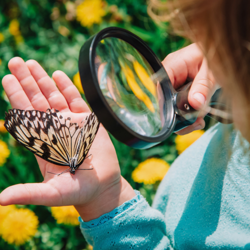 Balade nature : observer les insectes avec les enfants