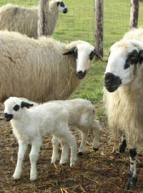 Tonds ton mouton au Musée de Plein Air