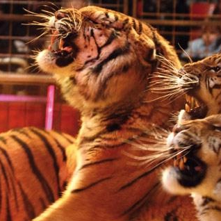 Medrano - les tigres du Bengal