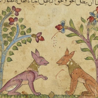 Dessine moi un chacal