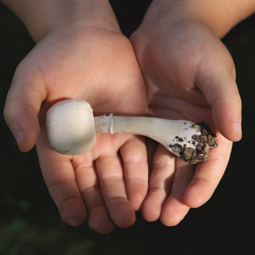 Exposition mycologique à Rennes