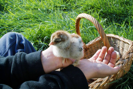 Le Mas de la Gallinière