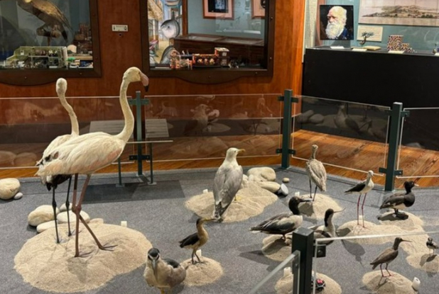 Expo Petite Histoire de la biodiversité : Animaux