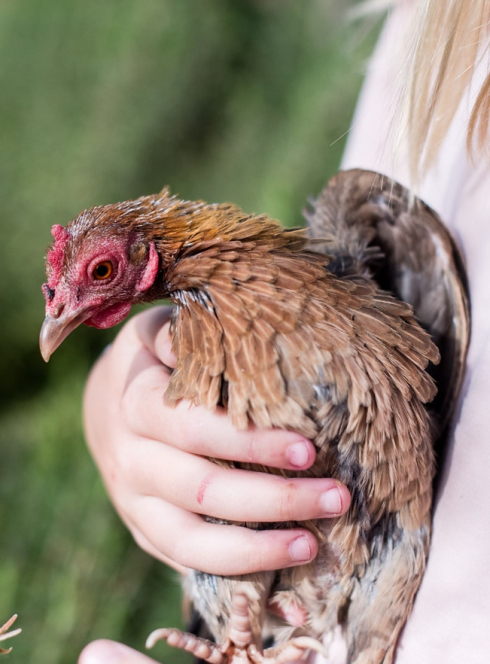 Fête du printemps à La Ferme du Vinage