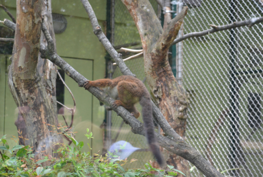Zoo de Lyon lémuriens
