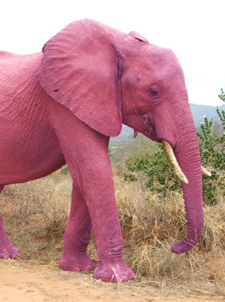 Elephant rose