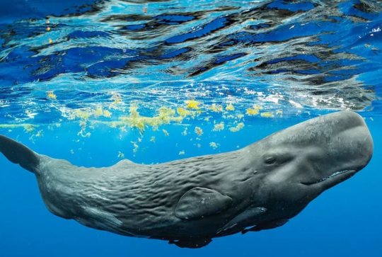 Expo Océans, l'odyssée immersive