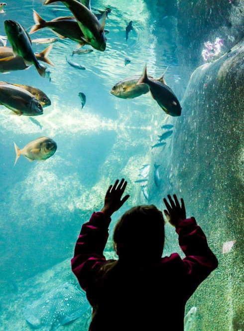 Aquarium marin de Trégastel