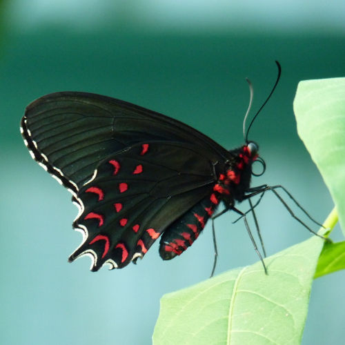 Jardin des découvertes : la Ferme aux Papillons