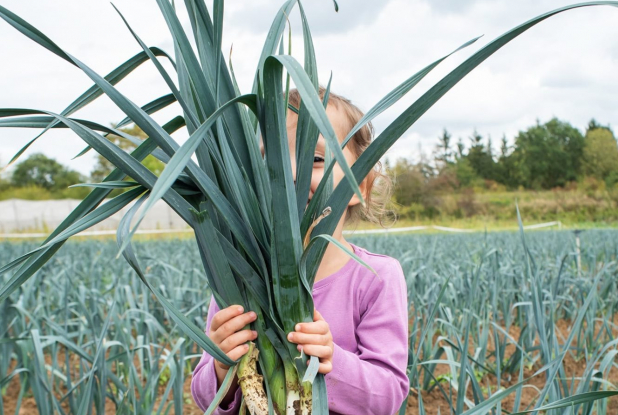 Cueillette du Plessis - Chanteloup en Brie : enfant ramasse poireau