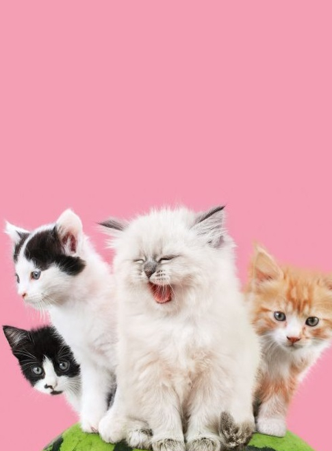 Le lab de la cité des bébés