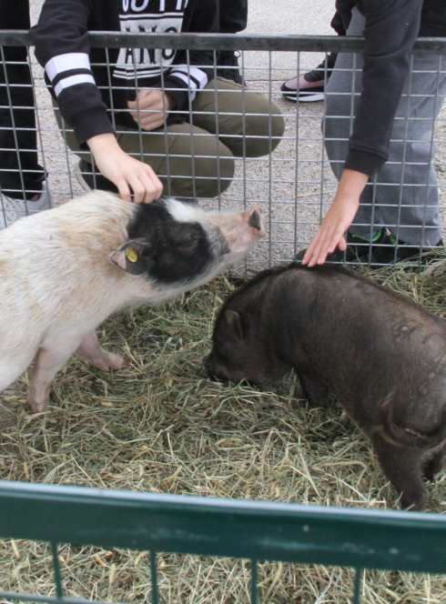 Foire agricole de Saint-Michel