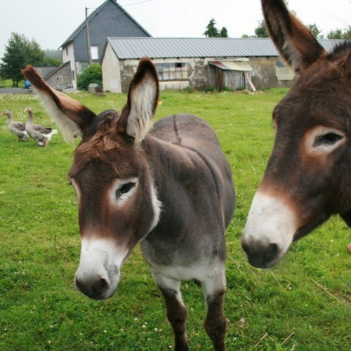 Ferme Gaec de Bertinet
