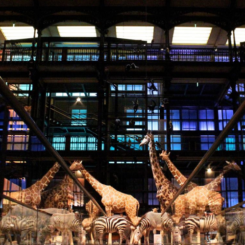 Muséum national d'Histoire naturelle  - Grande Galerie de l'Évolution