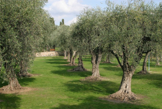 Jardins des Arènes de Cimiez